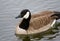 Very beautiful photo of the swimming Canada goose
