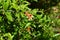 A very beautiful picture of pomegranate buds on the branches of a pomegranate tree in a garden