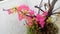 Very beautiful pink bougainvillea flowering plant.