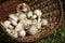 Very beautiful poisonous mushrooms Agaricus Xanthodermus lie in the basket.