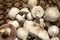 Very beautiful poisonous mushrooms Agaricus Xanthodermus lie in the basket.