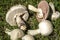 Very beautiful poisonous mushrooms Agaricus Xanthodermus lie on the green grass