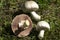 Very beautiful poisonous mushrooms Agaricus Xanthodermus lie on the green grass