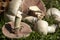 Very beautiful poisonous mushrooms Agaricus Xanthodermus lie on the green grass