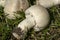 Very beautiful poisonous mushrooms Agaricus Xanthodermus lie on the green grass