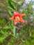 A very beautiful pomegranate flower