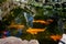 Very beautiful pond with goldfish. Koi carp - colorful decorative fish for decorating artificial reservoirs. Rich colors, individu