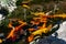 Very beautiful pond with goldfish. Koi carp - colorful decorative fish for decorating artificial reservoirs. Rich colors, individu