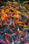 Very beautiful pond with goldfish. Koi carp - colorful decorative fish for decorating artificial reservoirs. Rich colors, individu