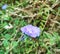 Very beautiful purple flowers suitable for the front of the house