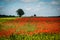 Very beautiful red flowering large poppy field, selective focus