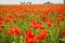 Very beautiful red flowering large poppy field, selective focus