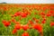 Very beautiful red flowering large poppy field, selective focus