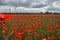 Very beautiful red flowering large poppy field, selective focus