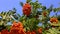 Very beautiful red rowanberry,berries rowan in summer,