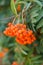 Very beautiful Rowan berries in summer, a bunch of Rowan on a tree close-up