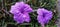 very beautiful ruellia tweediana flower