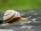 Very beautiful snail on a dark stone.  Caucasotachea vindobonensis