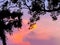 A very beautiful sunset framed by the tree leaf