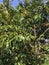 Very beautiful thorny Anoma tree