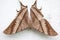 Very beautiful Tropical Swallowtail Moth