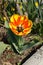 Very beautiful tulip flower fully blossomed yellow-red plant