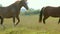 Very beautiful two horses brown, grazing on the field, eating green grass