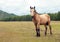 A very beautiful well-kept light brown horse grazes in a wonderful alpine meadow, eats fresh green grass. Mountains, ranch