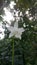 Very beautiful white srilankan ochid flower in the vase