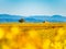 Very beautiful yellow Alsace vineyards in the fall, after grape harvest