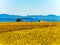 Very beautiful yellow Alsace vineyards in the fall, after grape harvest