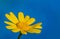 Very beautiful yellow flower with light blue background