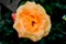 Very beautiful yellow-red rose in the flowerbed. Orange rose on a background of blurred greenery in the garden. Flower of