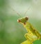 Very beautifull green mantis