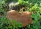 Very big brown Tapinella fungus on a background of moss