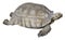 Very Big Brown tortoise desert tortoise in the sand walking, slow-moving land-dwelling