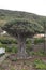 Very big dragon tree in Tenerife