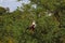 Very big Eagle Fisherman on the tree. Serengeti, Tanzania