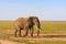 Very big elephant in the savanna. Amboseli, Kenya