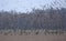 Very big flock of Ruffs Calidris pugnax in flight over barren land during spring migration