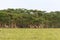 Very big herd of giraffes. Nakuru, Kenya