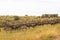 Very big herds of ungulates on the Serengeti plains. Kenya, Africa