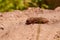 Very big medvedka or mole cricket on the on cracked ground. Close-up or macro photography. Sunny summer. Scary insect