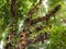 Very big and old jack fruit bread tree with fruits at Koh Chang