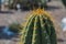 Very big prickly cactus