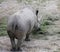 very big rhino with long horn while grazing the grass