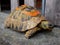 Very big Wild turtle photograped in Albania