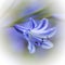 Very blue Agapanthus