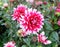 A very bright, pink / magenta and white colored dahlia dalia flower in a garden with other dahlias