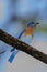 Very Bright Young Northern Bluebird Perched on a branch Facing R